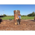 Sawing / Planking an English Oak Tree